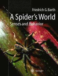 bokomslag A Spiders World