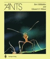 bokomslag The Ants