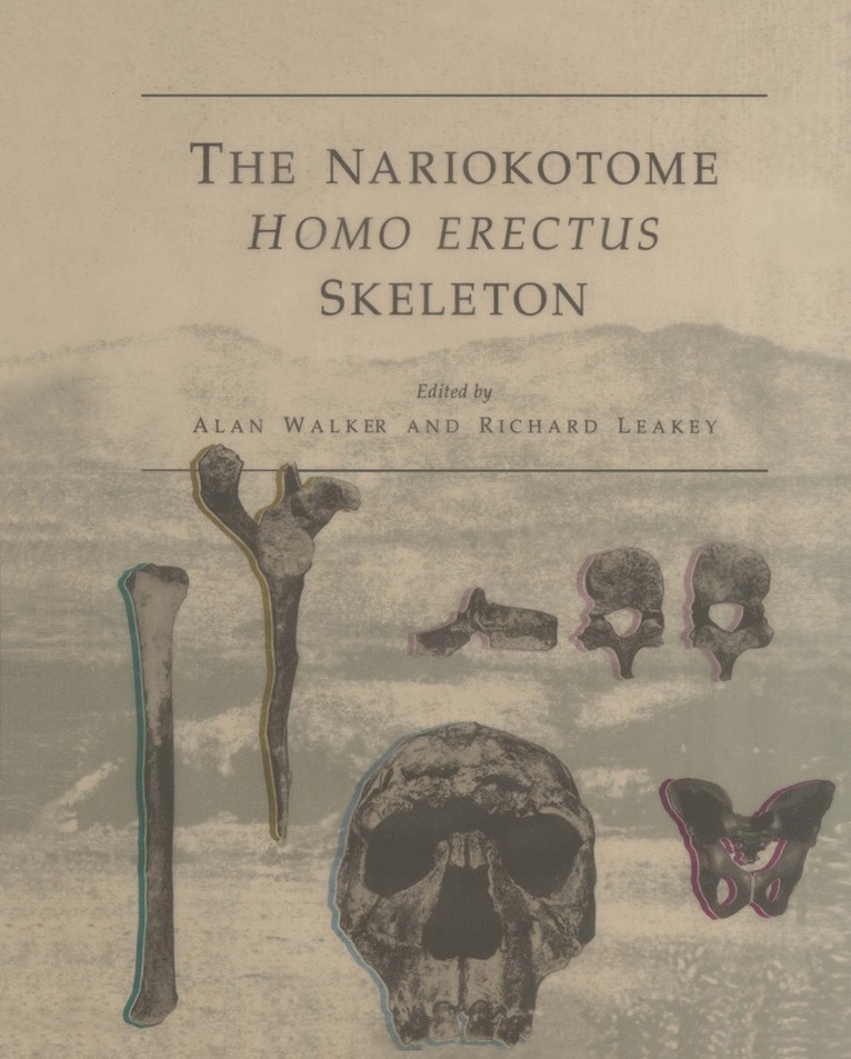 Nariokotome Homo Erectus Skeleton