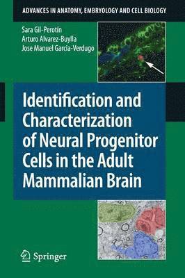 Identification and Characterization of Neural Progenitor Cells in the Adult Mammalian Brain 1