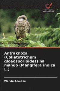bokomslag Antraknoza (Colletotrichum gloeosporioides) na mango (Mangifera indica L.)