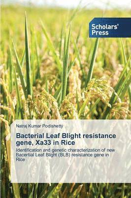 Bacterial Leaf Blight resistance gene, Xa33 in Rice 1