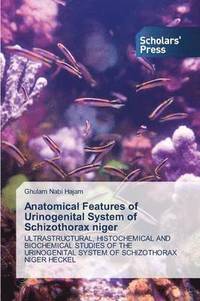 bokomslag Anatomical Features of Urinogenital System of Schizothorax Niger