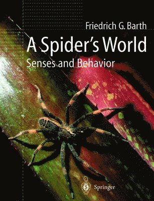 Spider’s World