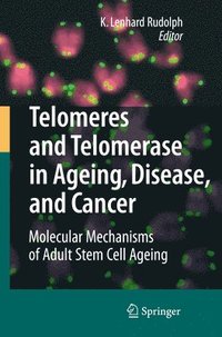 bokomslag Telomeres and Telomerase in Aging, Disease, and Cancer