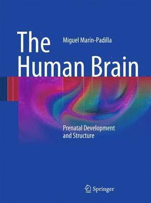 The Human Brain 1