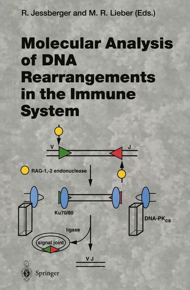 bokomslag Molecular Analysis of DNA Rearrangements in the Immune System