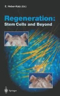 bokomslag Regeneration: Stem Cells and Beyond