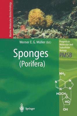 Sponges (Porifera) 1