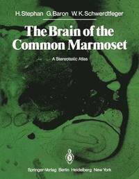 bokomslag The Brain of the Common Marmoset (Callithrix jacchus)