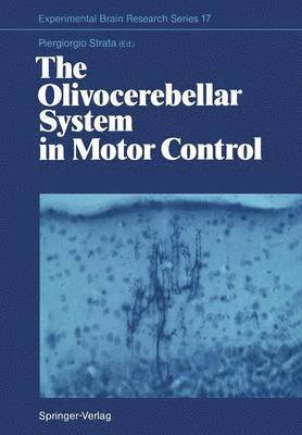Piergiorgio Strata - Olivocerebellar System in Motor Control, Häftad