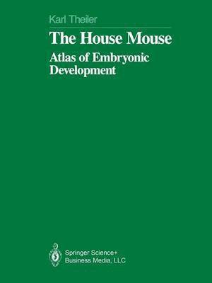 House Mouse