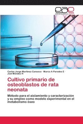 Cultivo primario de osteoblastos de rata neonata 1