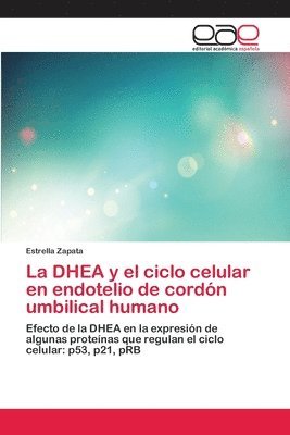 La DHEA y el ciclo celular en endotelio de cordn umbilical humano 1