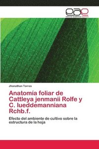 bokomslag Anatoma foliar de Cattleya jenmanii Rolfe y C. lueddemanniana Rchb.f.