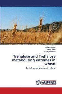 bokomslag Trehalose and Trehalose metabolizing enzymes in wheat