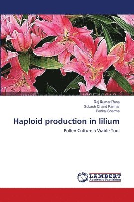 Haploid production in lilium 1