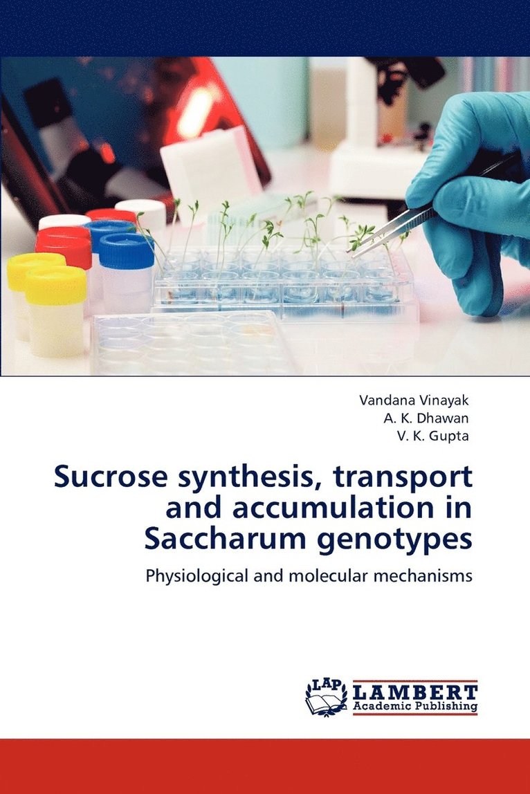 Sucrose synthesis, transport and accumulation in Saccharum genotypes 1