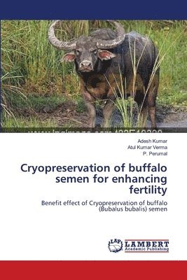 bokomslag Cryopreservation of buffalo semen for enhancing fertility