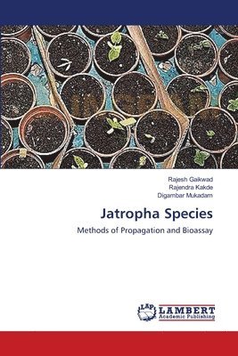 Jatropha Species 1