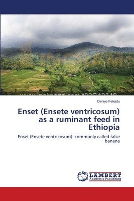 bokomslag Enset (Ensete ventricosum) as a ruminant feed in Ethiopia