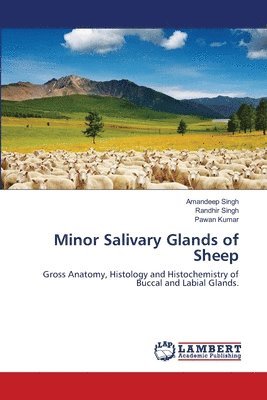 bokomslag Minor Salivary Glands of Sheep