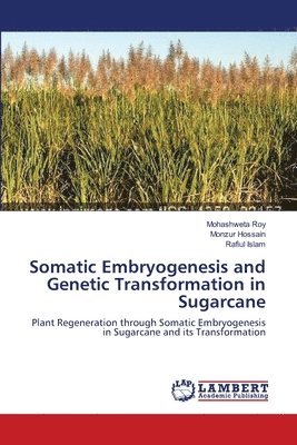 Somatic Embryogenesis and Genetic Transformation in Sugarcane 1