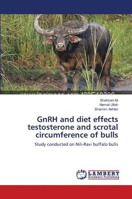 GnRH and diet effects testosterone and scrotal circumference of bulls 1