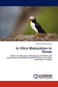 bokomslag In Vitro Maturation in Sheep