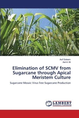 bokomslag Elimination of SCMV from Sugarcane through Apical Meristem Culture