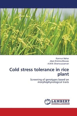 Cold stress tolerance in rice plant 1