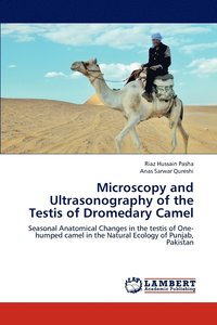 bokomslag Microscopy and Ultrasonography of the Testis of Dromedary Camel