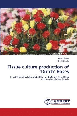 Tissue culture production of 'Dutch' Roses 1