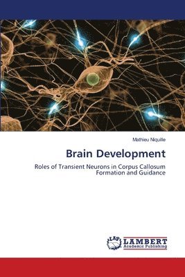 bokomslag Brain Development