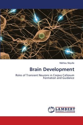 Brain Development 1