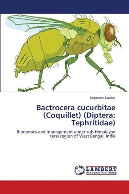 Bactrocera cucurbitae (Coquillet) (Diptera 1