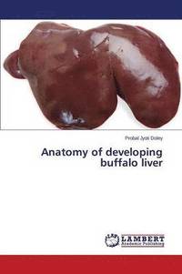 bokomslag Anatomy of Developing Buffalo Liver