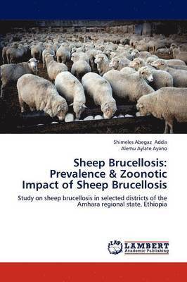 Sheep Brucellosis 1