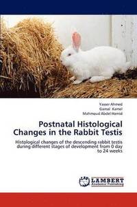 bokomslag Postnatal Histological Changes in the Rabbit Testis