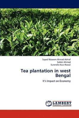 Tea Plantation in West Bengal 1