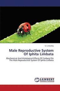 bokomslag Male Reproductive System Of Iphita Limbata