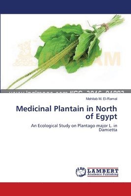 Medicinal Plantain in North of Egypt 1
