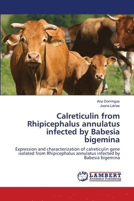 Calreticulin from Rhipicephalus annulatus infected by Babesia bigemina 1