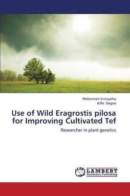 Use of Wild Eragrostis Pilosa for Improving Cultivated Tef 1