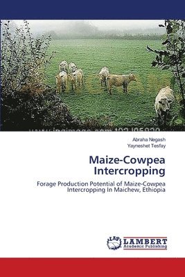 Maize-Cowpea Intercropping 1