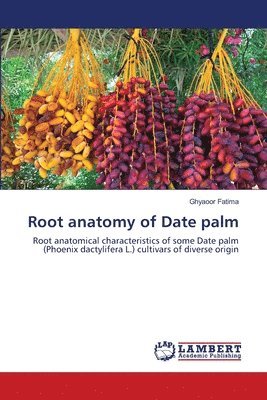 Root anatomy of Date palm 1