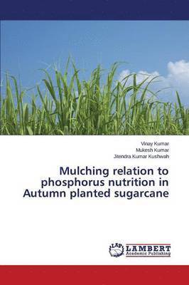 bokomslag Mulching relation to phosphorus nutrition in Autumn planted sugarcane