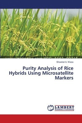 Purity Analysis of Rice Hybrids Using Microsatellite Markers 1