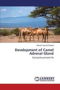 bokomslag Development of Camel Adrenal Gland