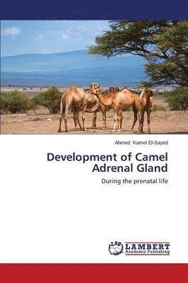 Development of Camel Adrenal Gland 1